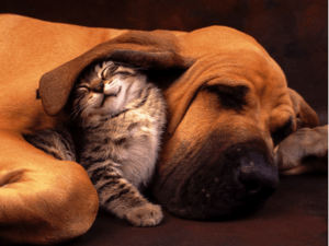Puppies