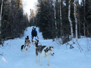 dogs pulling a dog sled